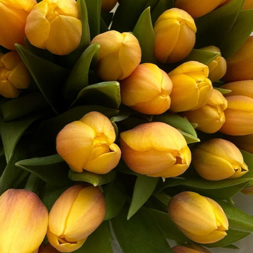 No. 006 Sunshine Embrace Tulips