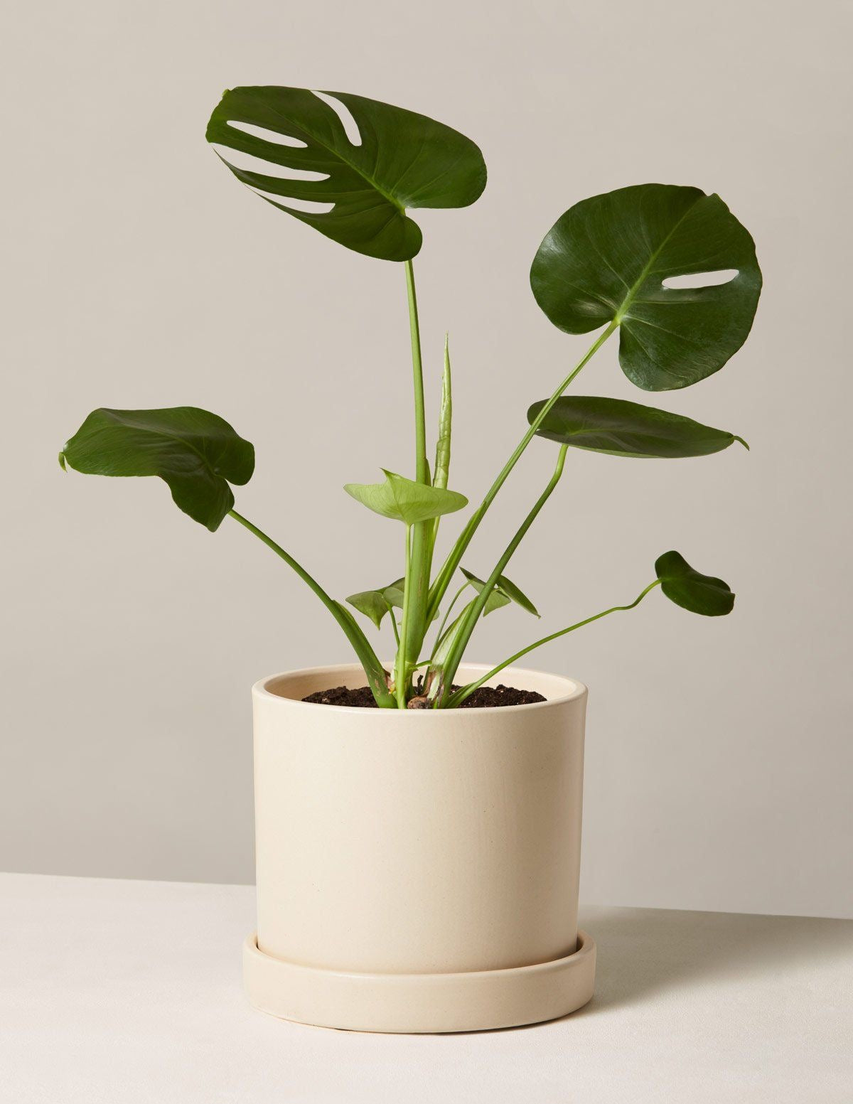 Houseplant Monstera Deliciosa