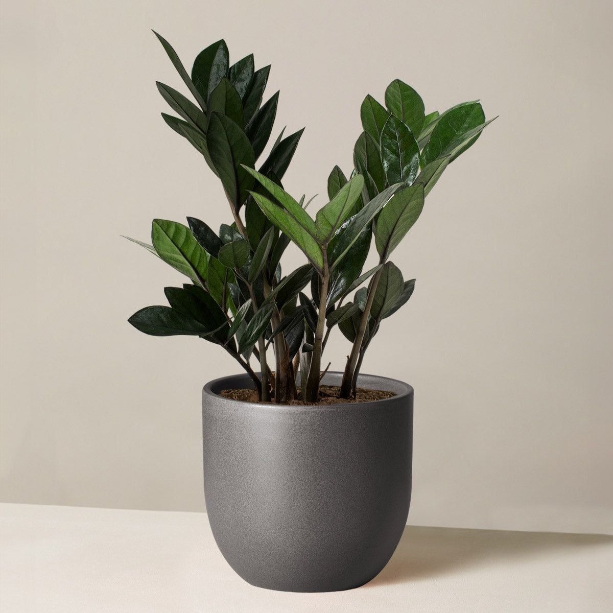Houseplant ZZ Plant