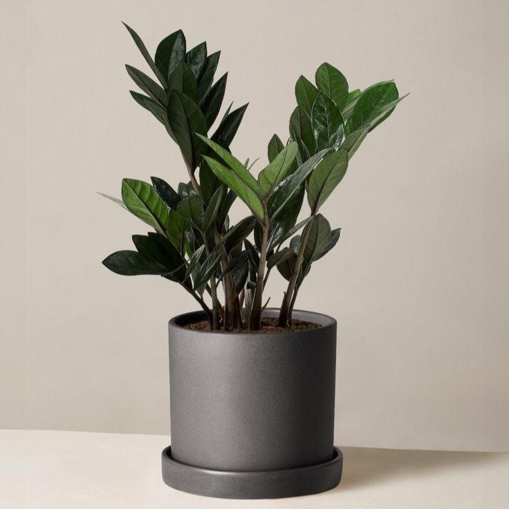 Houseplant ZZ Plant