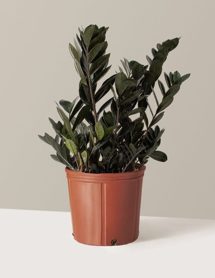 Houseplant ZZ Plant