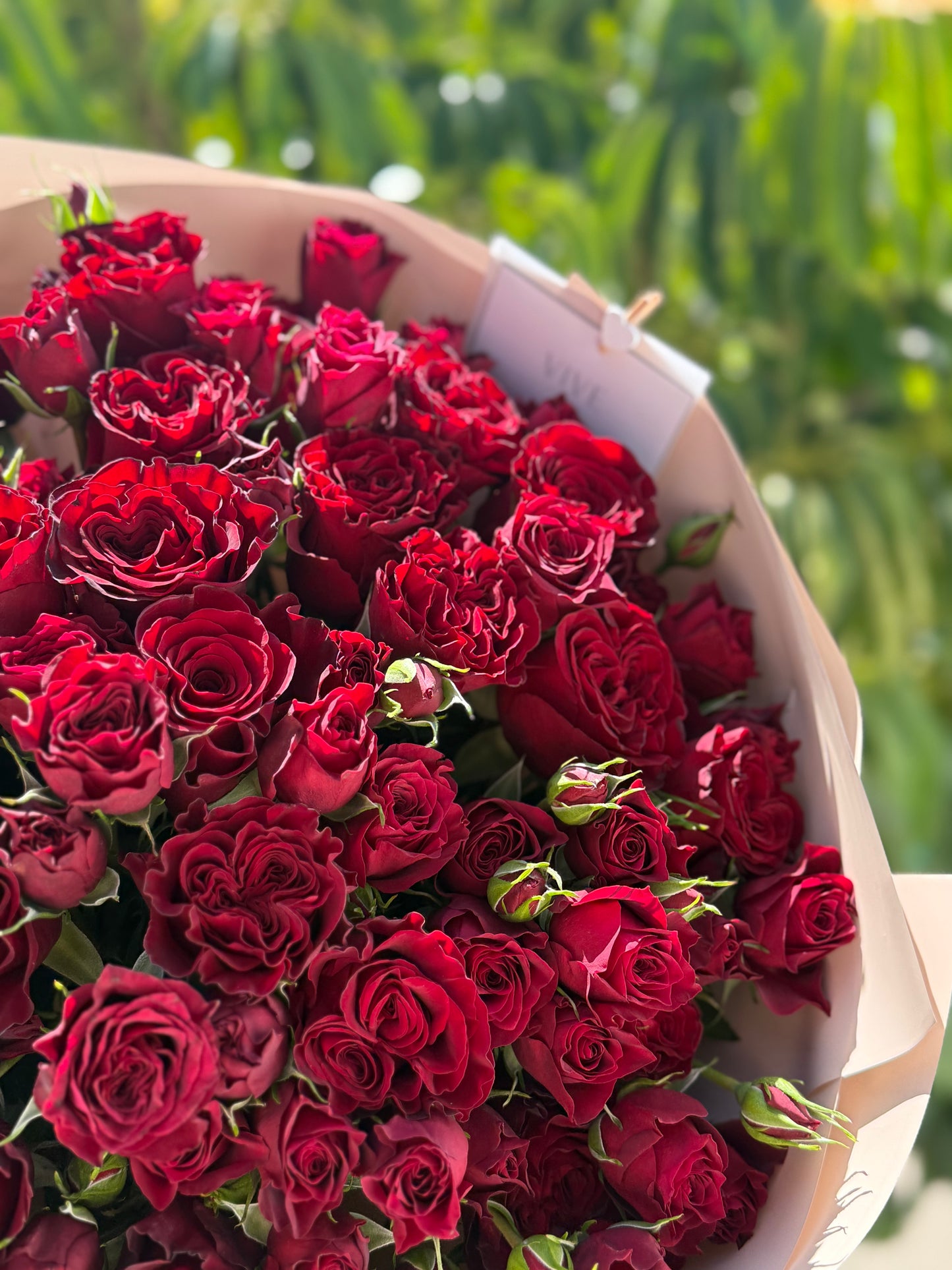 No. 031 Scarlet Kiss Spray Roses