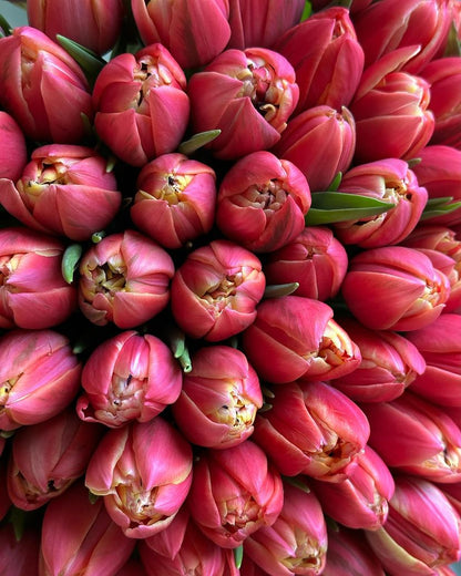 No. 018 Elizabeth's Tulips