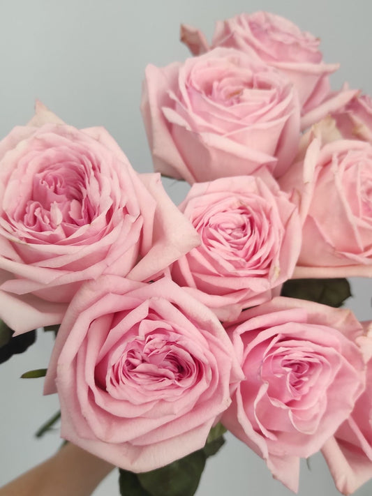 No. 041 Ohara Roses