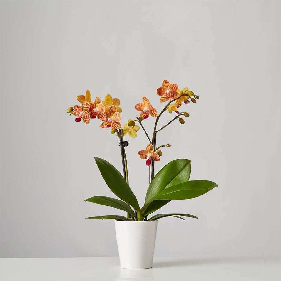 Houseplant Phalaenopsis Orchid