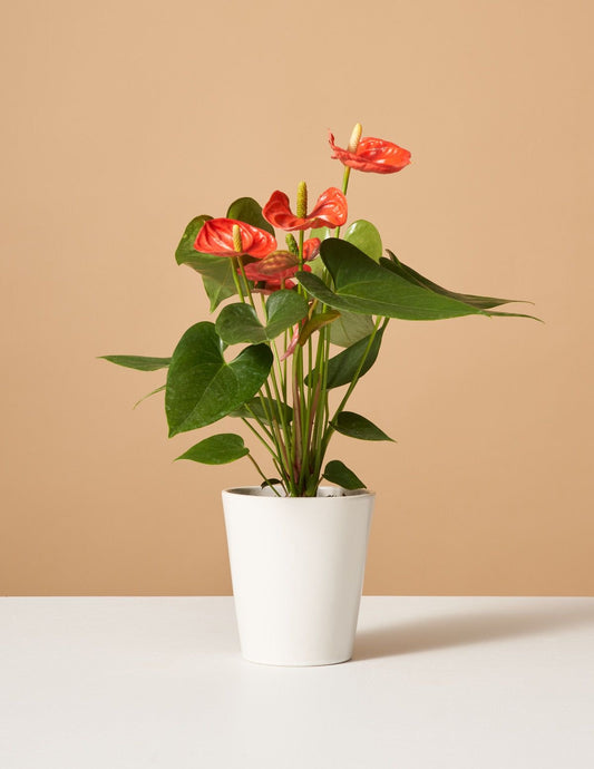 Houseplant Flamingo Flower