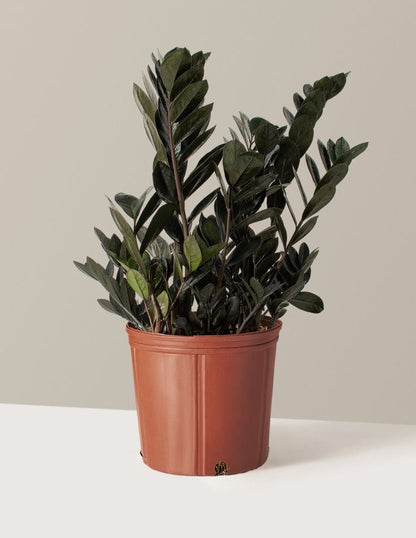 Houseplant  ZZ Plant