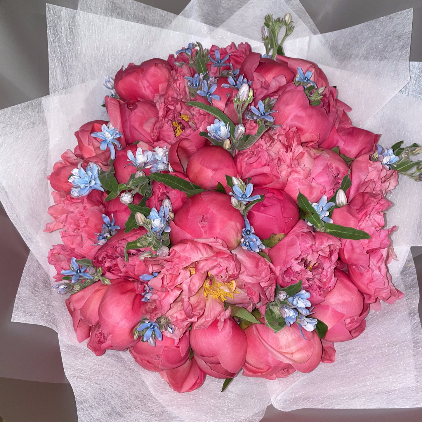 No. 1012 Coral Charm Peonies