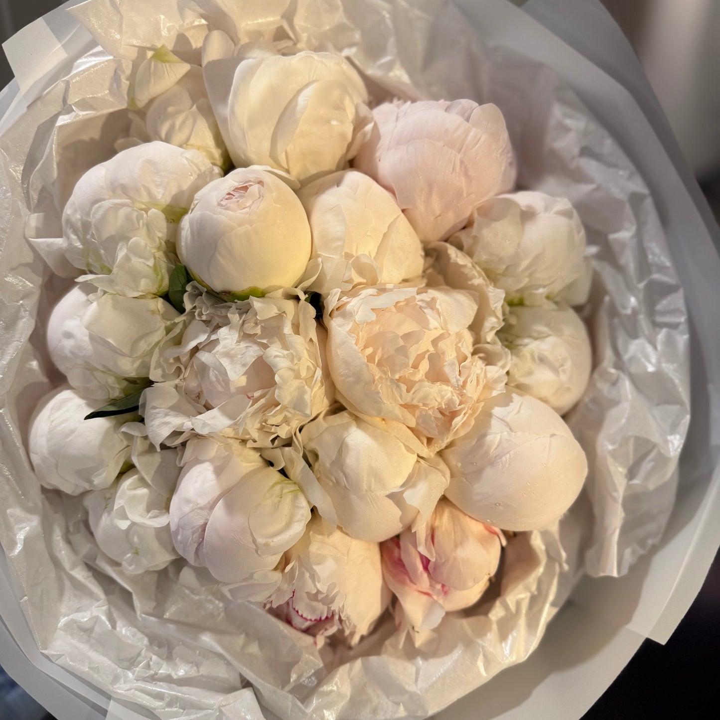 No. 003 Snowballs Peonies